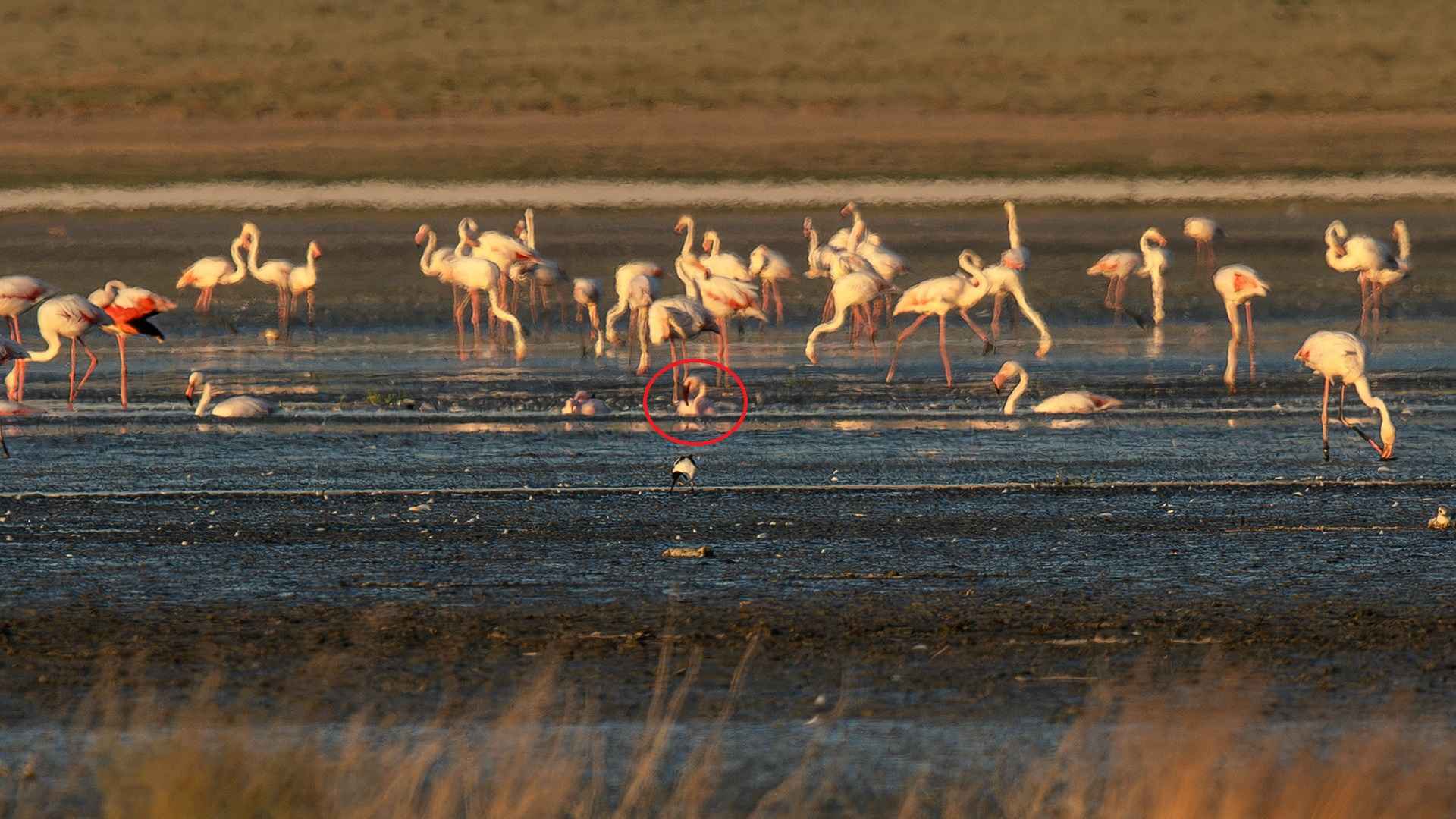 Lesser Flamingo